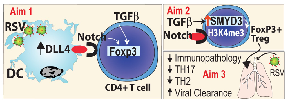 Dll4 enhances Treg cell differentiation via activation of SMYD3 H3K4 methyltransferase leading to increased Foxp3.