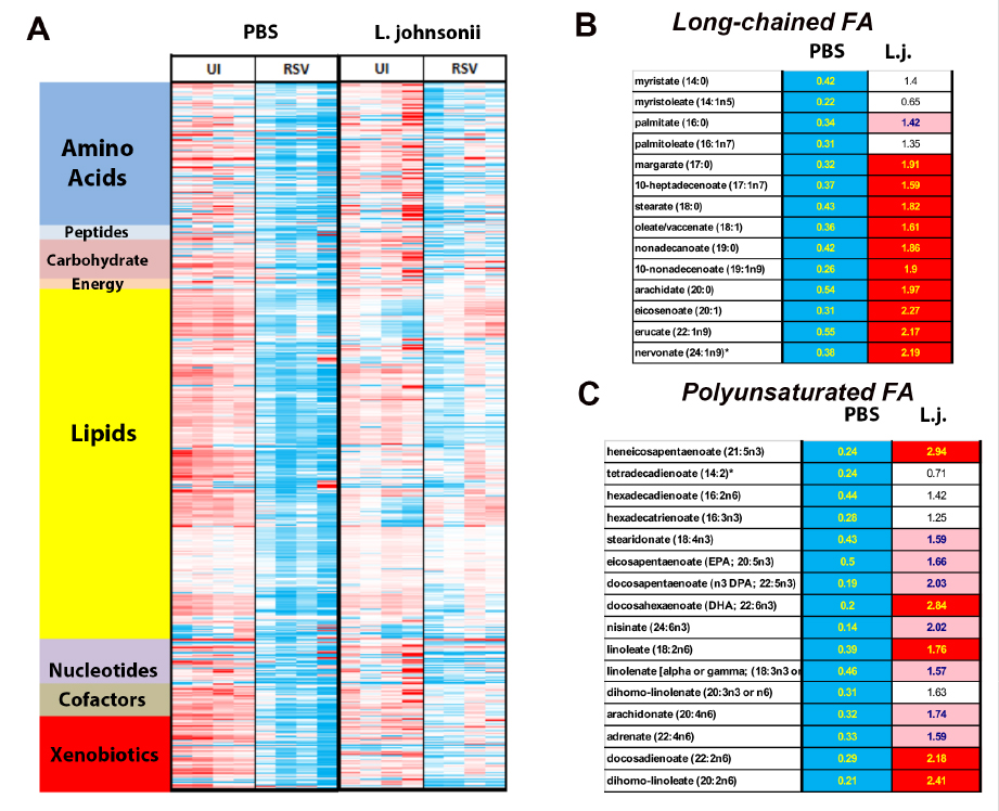  Relative metabolite levels from EL-RSV infected mice and those supplemented with L. johnsonii. Plasma was collected at 8d post-EL-RSV and metabolites measured. (B&C) Red and Pink boxes are those metabolites significant increased (P<0.01 & 0.05) and Blue decreased at 8 days post EL-RSV compared to uninfected.