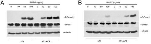 Fig-4.gif