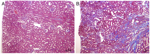 Fig-5.jpg