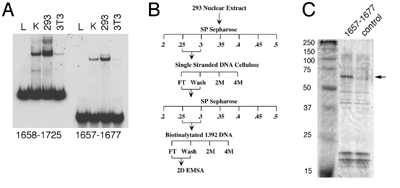 Fig-6.gif