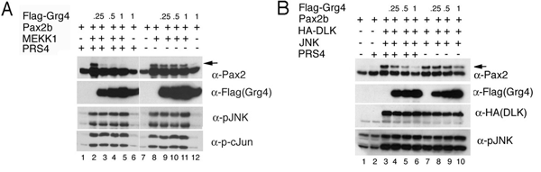 Fig.1.gif