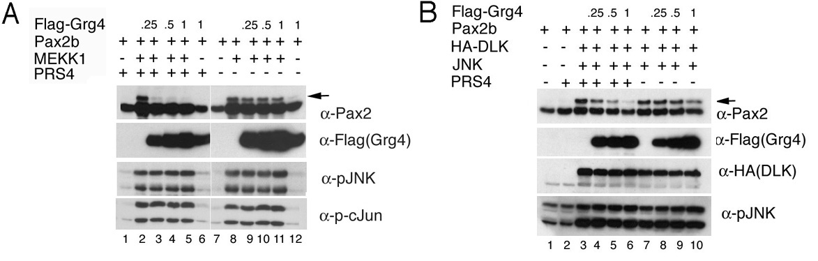 Fig.1.jpg