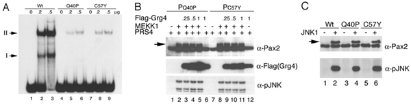 Fig.2.gif