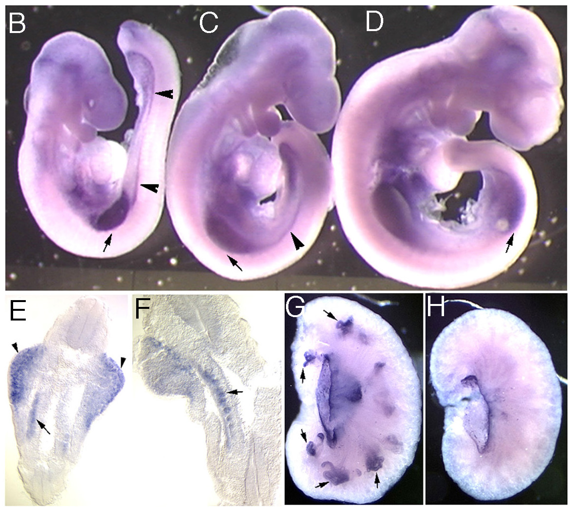 Fig3.jpg