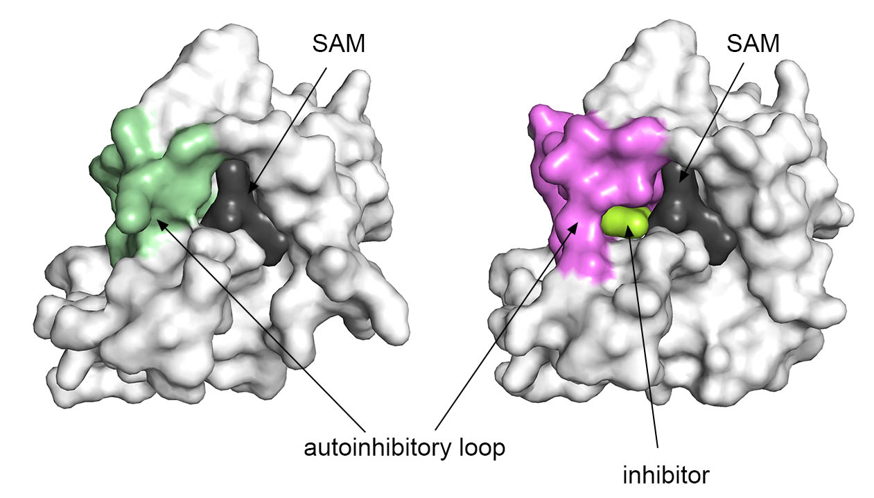 nsd1_structure2.jpg