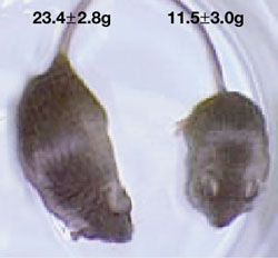 Fig1a.jpg