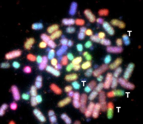 fig-2c.jpg