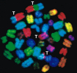 fig2b.jpg