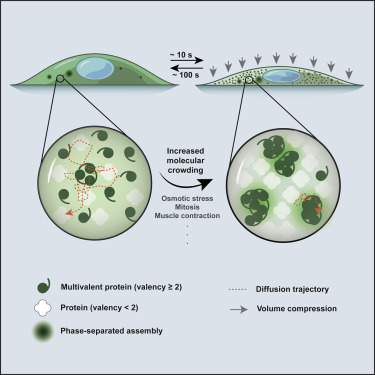 Cells constantly experience osmotic variation. These external changes lead to changes in cell volume and, consequently, the internal state of molecular crowding. Jalihal and Pitchiaya et al. show that multimeric proteins respond rapidly to such cellular changes by undergoing fast and reversible phase separation.