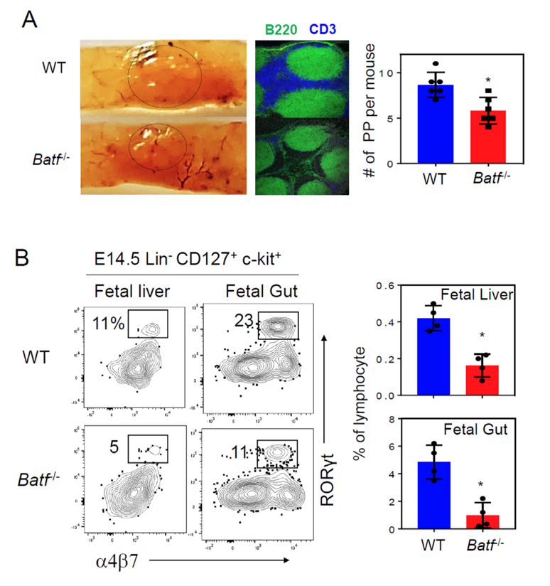 ILC deficiency leads to defective secondary lymphoid tissue development in Batf-/- mice. The size and numbers of Peyer’s patches in adult WT and Batf-/- mice are shown along with frequencies of LTi cells in WT and Batf-/- fetal tissues at embryonic day 13.5-14.5.  