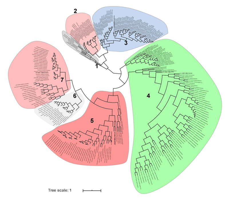 Phylogenetic tree of fecal and vaginal microbiota during cancer development