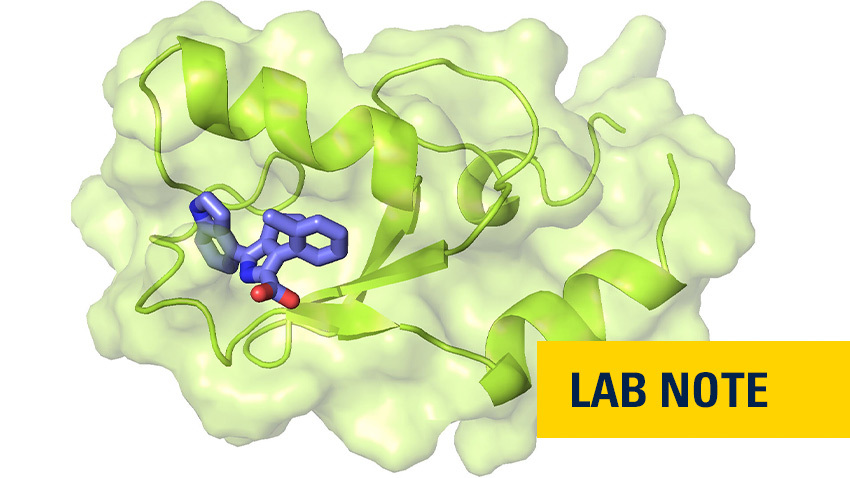 Structure showing a PRC1 inhibitor developed at U-M in complex with the PRC1 RING domain.