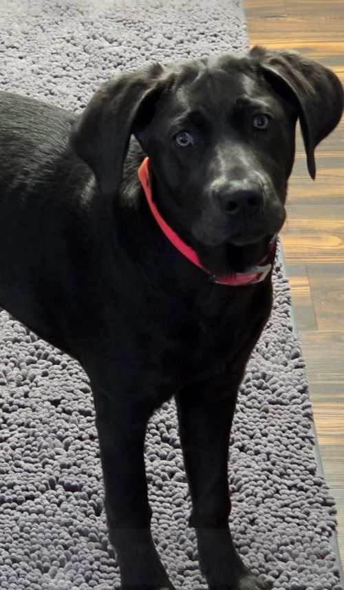 Karla's 9-month-old lab puppy, Molly.