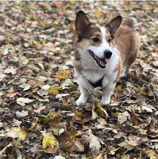 Jaclyn's Corgi, Gabe.